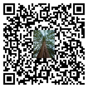 QR YouTube